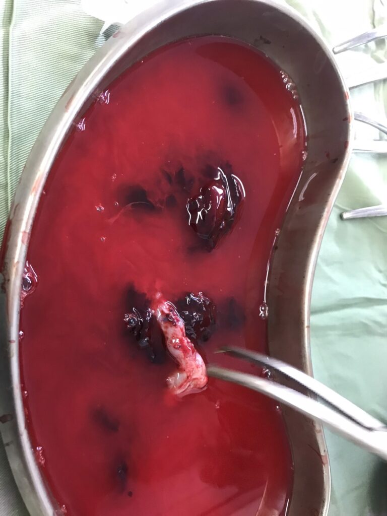 310754259 596460215579066 8124242441399939422 N